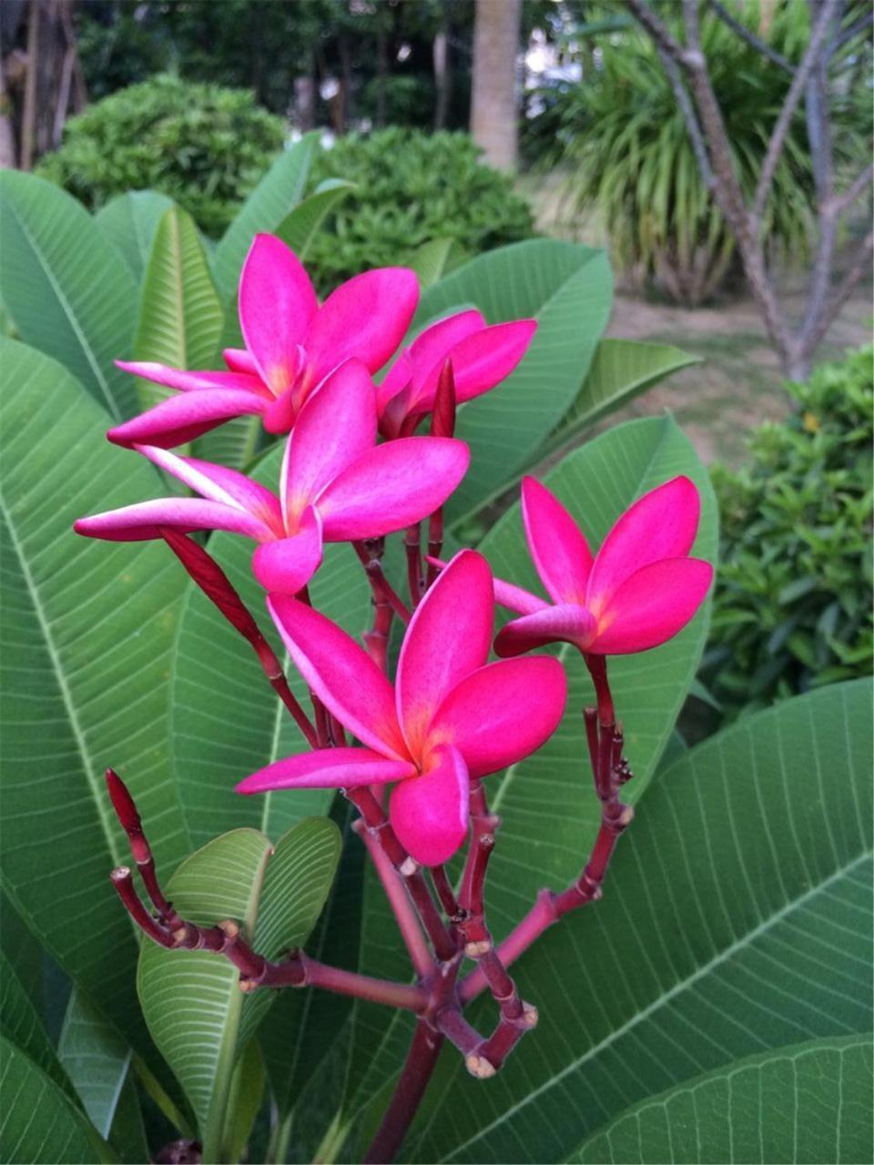 Gentle Grown Sanya Seashore Hotel Eksteriør bilde